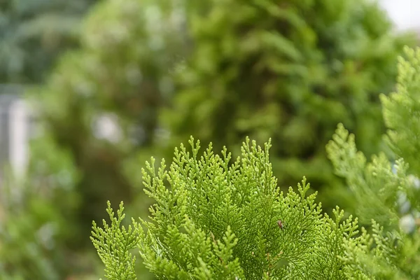 Grüne Stachelige Äste Eines Baumes Oder Einer Kiefer Hintergrund — Stockfoto