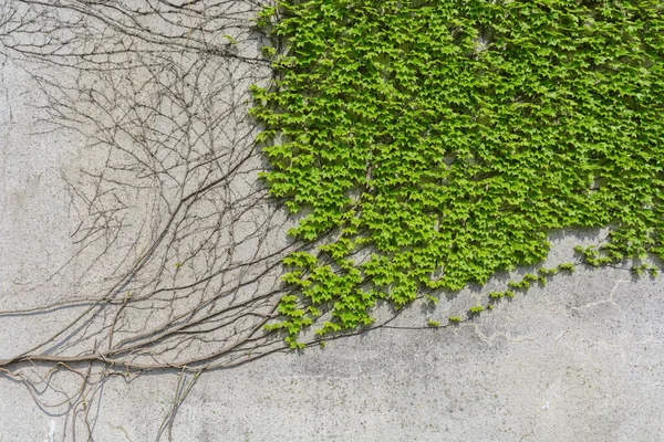 市内中心部のセメント壁の緑の天然ツタパターンクリーパー成長 — ストック写真