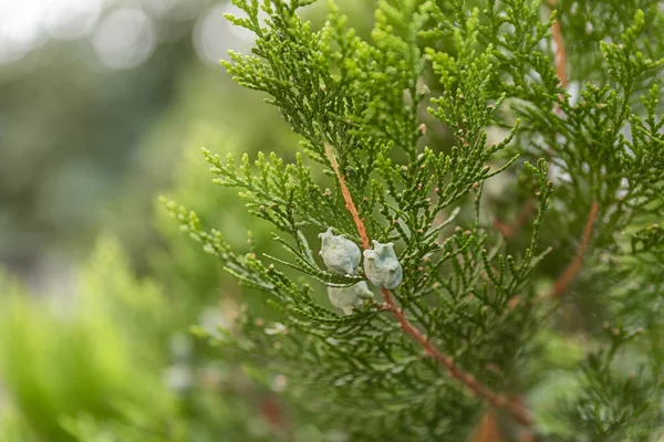 Green Prickly Branches Tree Pine — Stock Photo, Image