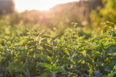 Üzerinde yeşil yapraklar ve güneş olan ısırgan otu.