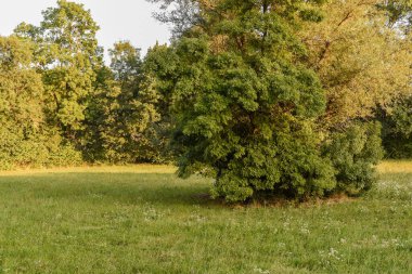 Yalnız yeşil meşe ağacı tarlada