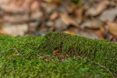 Kırsal kesimdeki ormandaki yosun ağacı