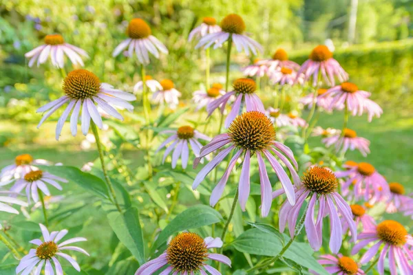 Beaucoup Marguerite Pourpre Sur Une Journée Été Lumineuse — Photo