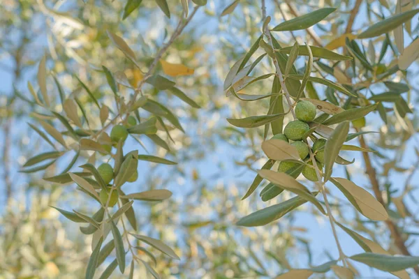 Багато Маленької Гілки Здорових Зелених Оливок Небом Близько — стокове фото
