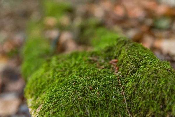 Moosiger Baum Wald Auf Dem Land Saison Textur — Stockfoto