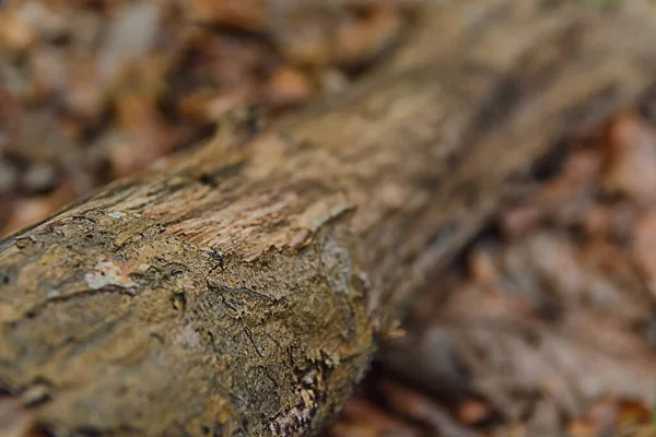 Oude Stam Het Bos Grond Een Platteland — Stockfoto