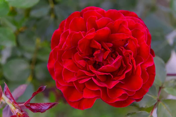 Одна Большая Красная Роза Саду Зеленом Фоне — стоковое фото