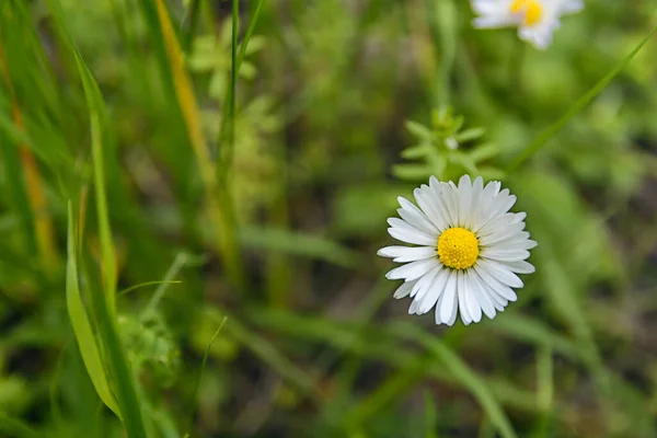 Une Marguerite Sur Une Prairie Printemps Image — Photo