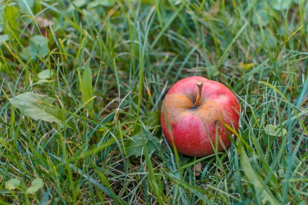 Czerwone Jabłko Zielonej Trawie Ogrodzie Zewnątrz — Zdjęcie stockowe