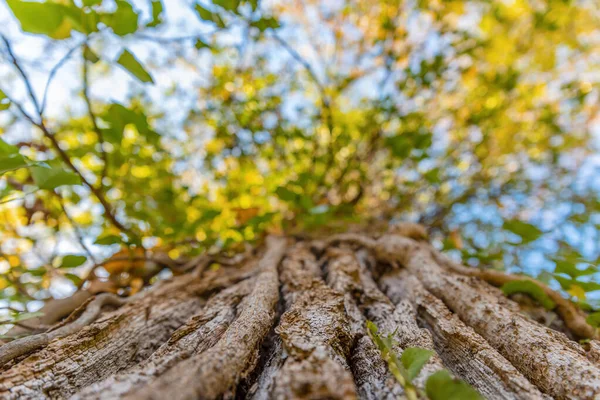 Ein Mit Efeu Bedeckter Baum Wald Reicht Bis Nach Oben — Stockfoto