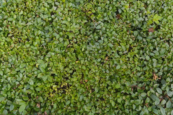 Arbusti Ornamentali Sono Verdi Giorno Estate — Foto Stock