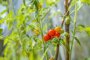 Bahçedeki domates ağacında asılı kırmızı domatesler vitamin dolu.