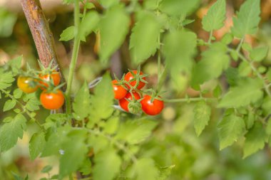 Bahçedeki domates ağacının asmasına asılı olgun kırmızı domatesler.