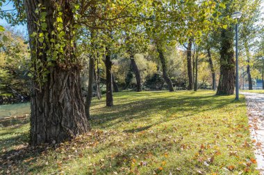 Güneşli bir günde ormanda yapraklarla kaplı bir parkta taş patika.