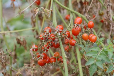 Bebek domatesin meyvesi, kiraz domatesi (Lycopersicon esculentum) serada