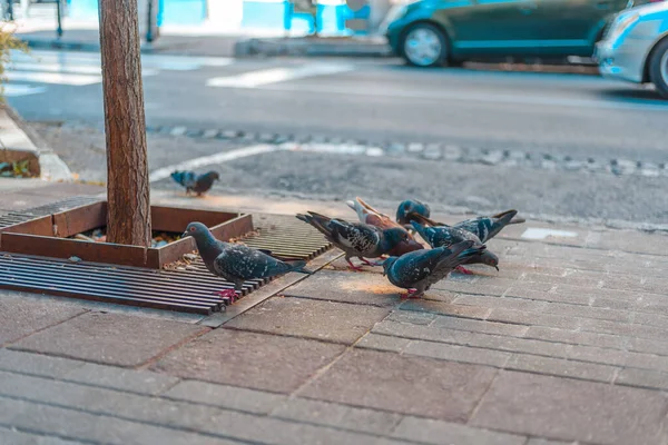 Plusieurs Pigeons Rue Mangeant Des Miettes Près — Photo