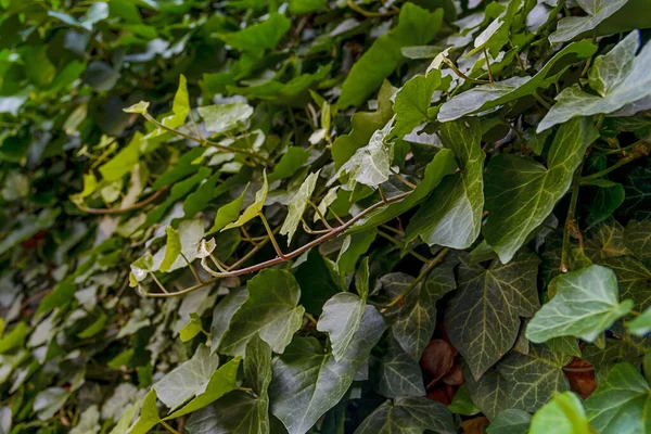 Foto Laterale Del Giardino Edera Sulla Recinzione Cemento — Foto Stock