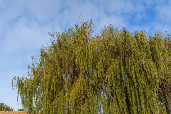 Sommer Naturbaum Mit Himmelshintergrund Aus Nächster Nähe — Stockfoto
