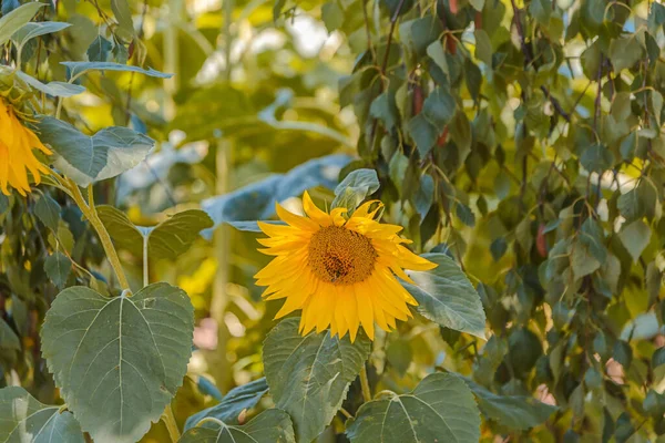 Sonnenblumenfeld Mit Einer Gelben Blume Draußen — Stockfoto