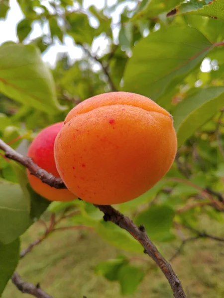 tatlı şeftali meyve şeftali ağacı dalı üzerinde büyüyen