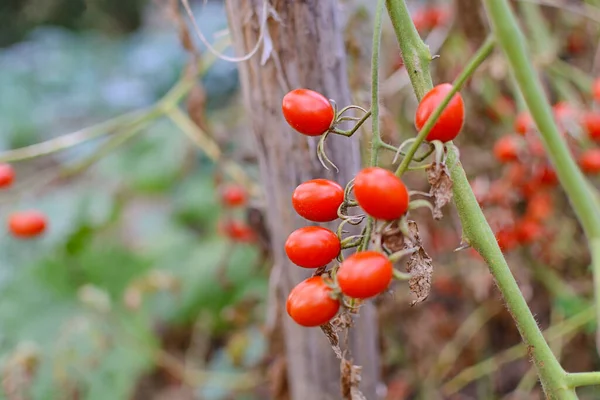 Frugten Baby Tomat Cherry Tomat Lycopersicon Esculentum Drivhuset Tæt Royaltyfrie stock-billeder