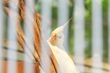 Sarı papağan kuşu parmaklıklar ardında