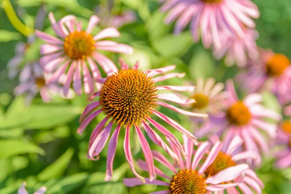 Top Uitzicht Veel Madeliefje Paars Een Heldere Zomerdag — Stockfoto