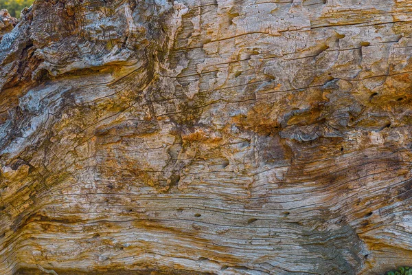 Ağaç Çatlamış Ahşap Dokusunu Kapatın — Stok fotoğraf