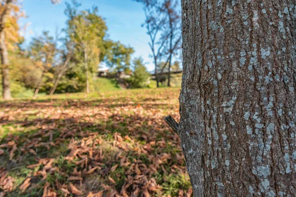 Boom Met Bos Achtergrond Lucht Achtergrond Banja Luka — Stockfoto