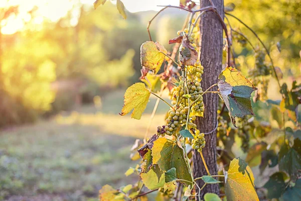 Wijngaarden Bij Zonsondergang Herfstoogst Rijpe Druiven Herfst — Stockfoto