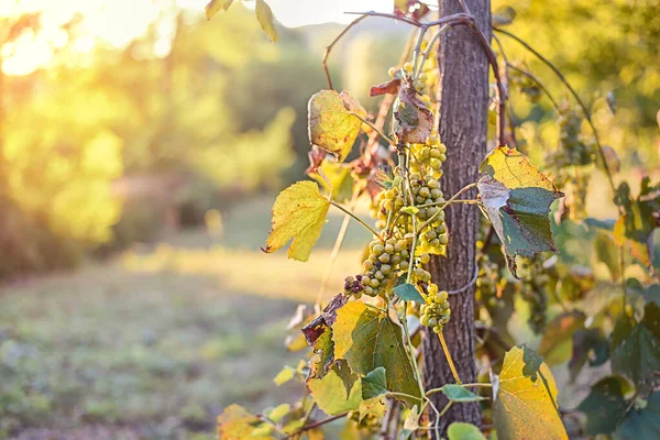 Vinhedos Pôr Sol Colheita Outono Uvas Maduras Outono — Fotografia de Stock