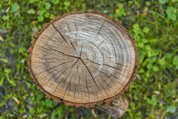 Holzplanke Geschnitten Rustikales Muster Mit Grünem Gras Hintergrund — Stockfoto