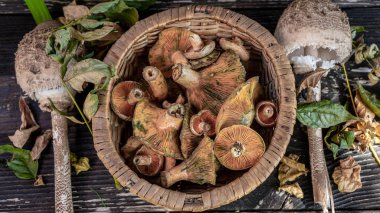 İki procera macrolepiotas bir sepet dolusu laktarius deliciosus yosunlu açık taş bir masada