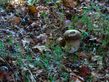 Kuru sonbahar yaprakları arasında yalnız bir Boletus Edulis örneği.