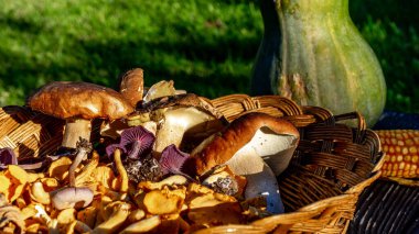 Farklı türde mantar ve balkabağı dolu bir sepet.