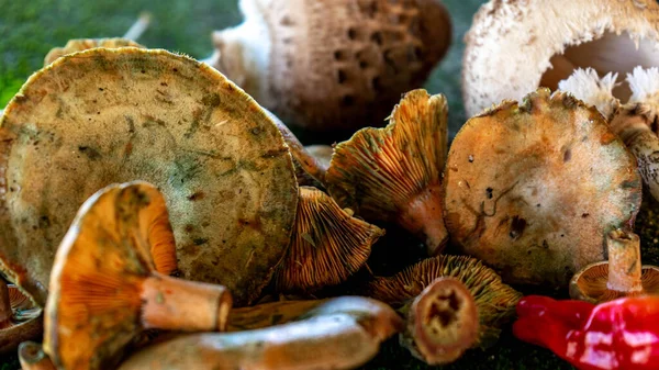 Lactarius Deliciosus Powierzchni Zwilżonym Mchem Czerwoną Papryką Boku — Zdjęcie stockowe