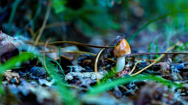 Amanita seesarea, kurumuş sonbahar yapraklarının arasından yumurta şeklindeki kapsülden çıkıyor.
