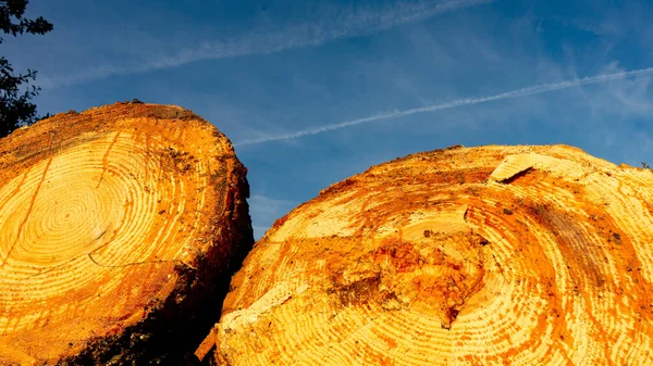 Nyhuggna Och Lagrade Träd För Träbearbetning Sipprande Sav — Stockfoto
