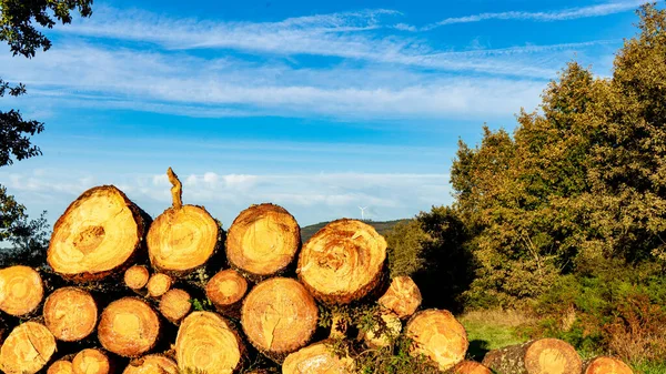Nyhuggna Och Lagrade Träd För Träbearbetning Sipprande Sav — Stockfoto