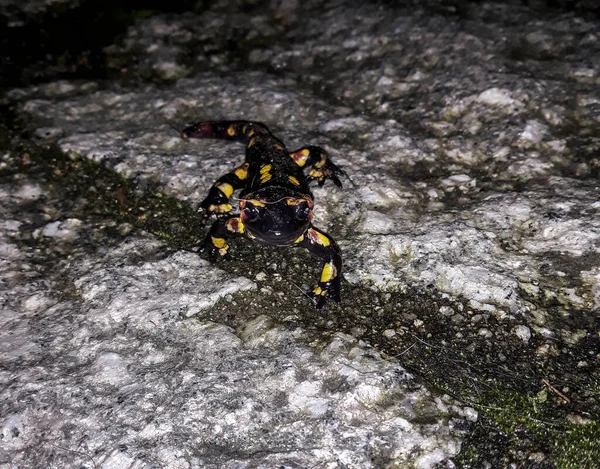 Spécimen Salamandre Marchant Nuit Sur Sol Rocheux Avec Humidité — Photo