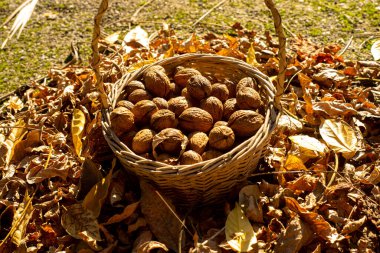 Kurumuş yapraklarla çevrili bir sepet dolusu taze fındık.