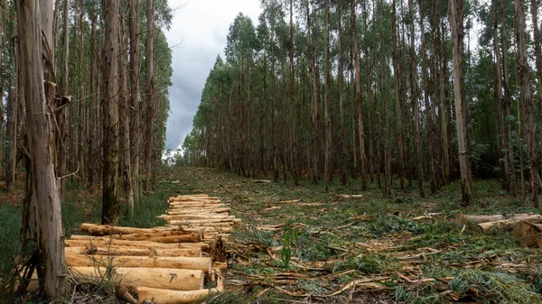 Eukalyptusskog Med Del Den Avhuggen Och Förberedd För Träindustrin — Stockfoto