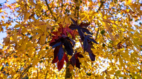 Дерево Жёлтыми Осенними Листьями Которых Группа Красноватого Цвета Выделяется Красным — стоковое фото
