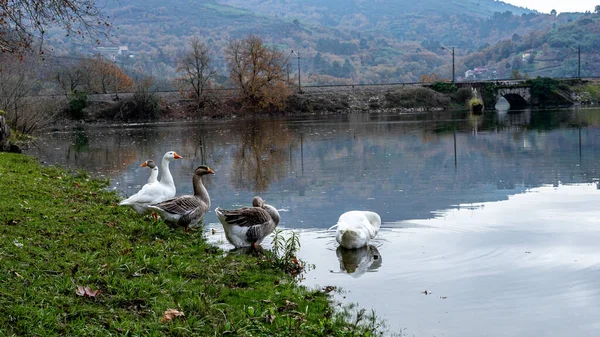 Nehrin kıyısındaki kazlar ya da çok berrak sulardan oluşan bir göl içinde taşlı dibi görebilirsiniz.