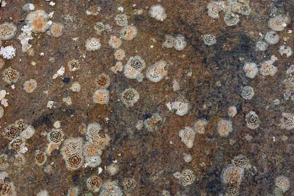 Pierre Dans Laquelle Les Lichens Forment Des Dessins Étranges Formant — Photo