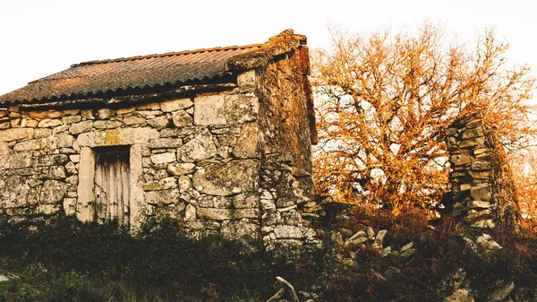 Terk edilmiş bir taştan konutun yapısı bitkiler tarafından ele geçirildi.