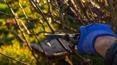 Çiçek açmadan önce bir meyve ağacının dalını kesmeye çalışan bir budama makası.