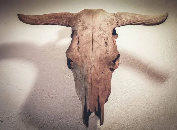 Cow Skull Placed Clear Colored Anchor Gives Glimpse Its Shadow — Stock Photo, Image