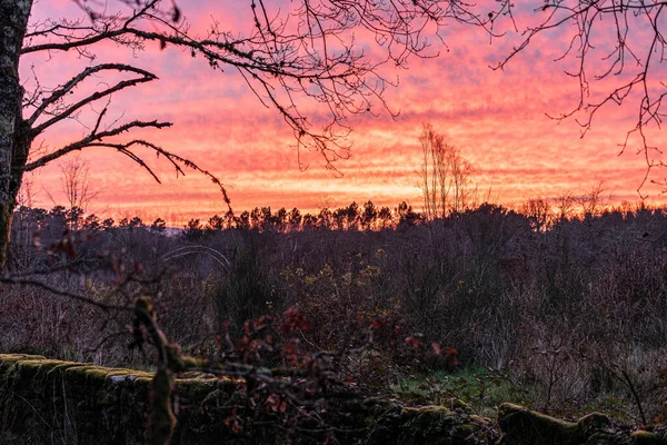 Colores Del Anochecer Bosque Invierno — Stock Photo, Image