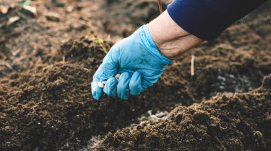 Mavi eldivenli el, beyaz fasulyeleri sürülen topraklara eker.